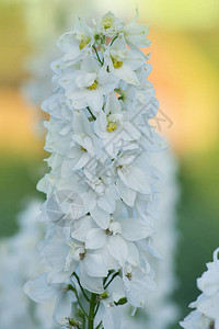 新鲜的一束天然美丽的花朵在球场上飞燕草白色的花朵盛开的花朵翠雀白花在图片