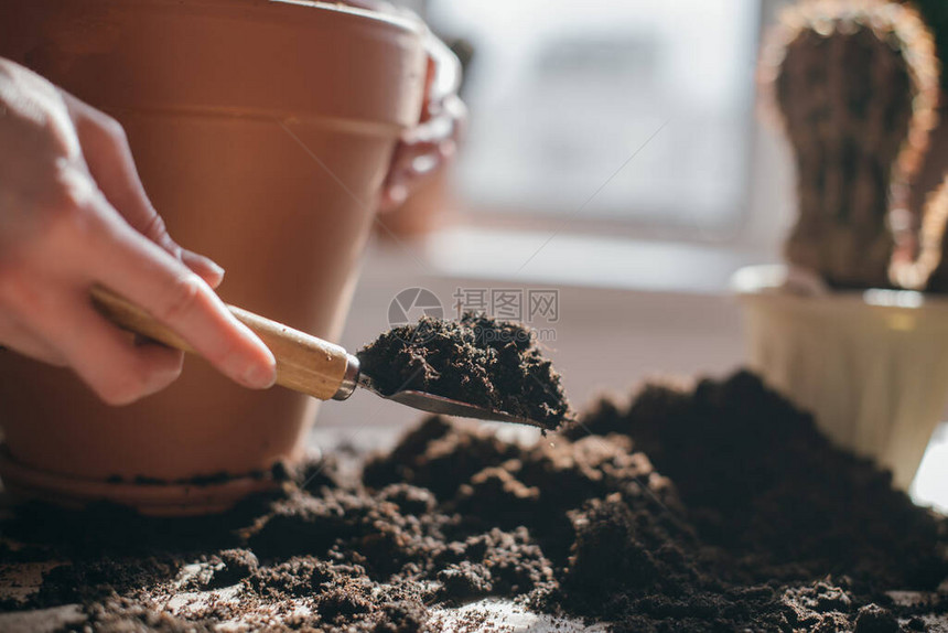 家里的年轻女移植仙人掌图片