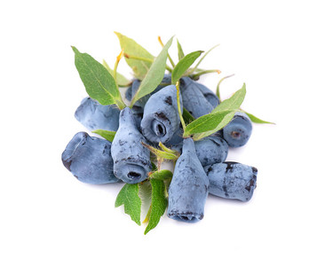 白背景的新鲜蜂蜜带叶子的蓝莓水果图片