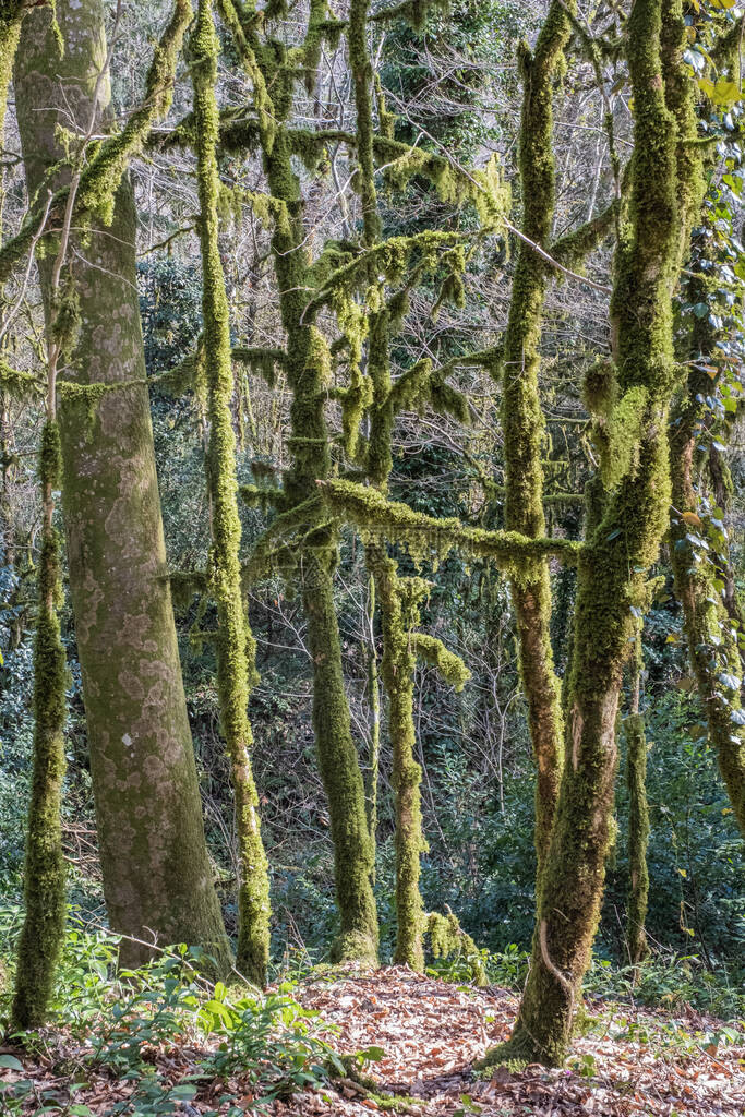 俄罗斯高加索生物圈保留地冬季叶草林和箱木林的废树上覆盖着苔和地衣图片