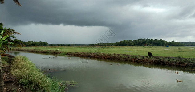 蛤蜊河多云的天空和稻田图片