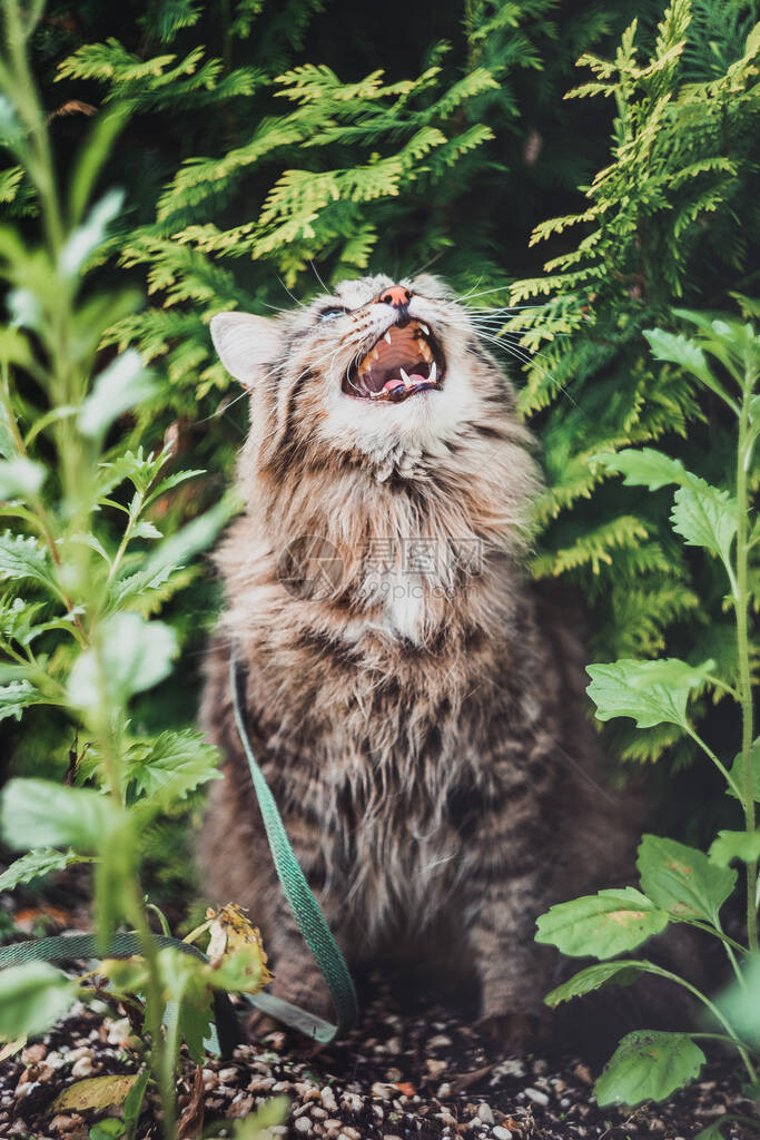 一只虎斑猫正坐在花园里图片