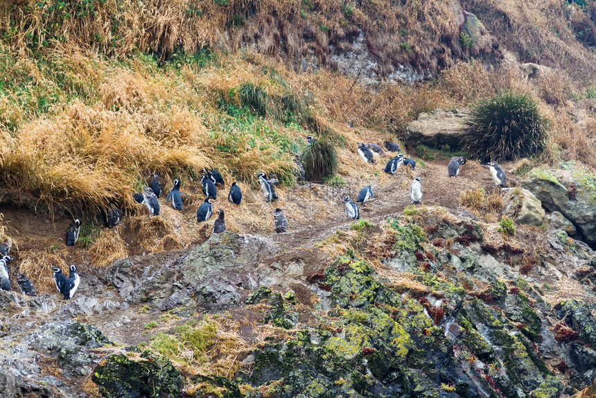 智利奇洛埃岛Punihuil岛屿纪念碑保护区的磁企鹅Spheniscusmagella图片