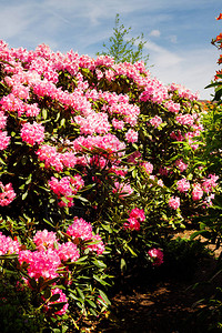 Rhododendron和azalea在花园里图片