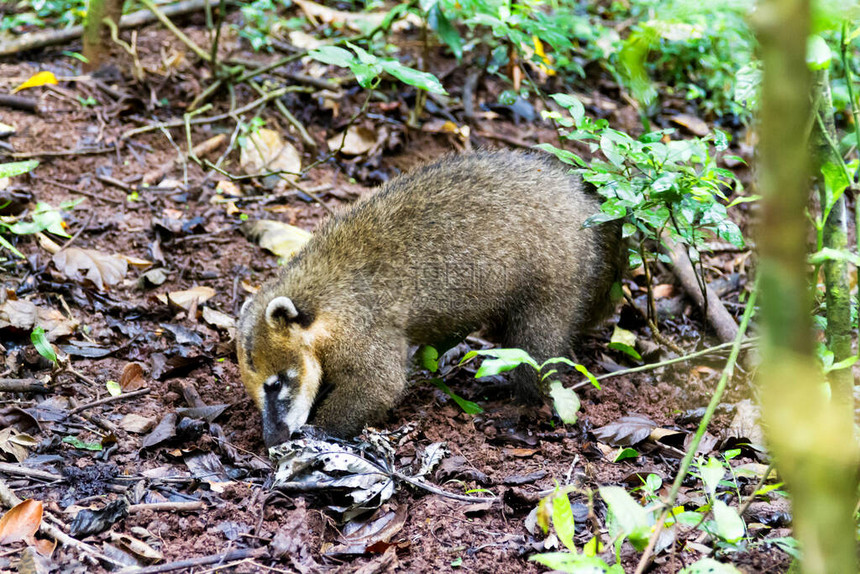 南美大野生动物Nasua图片