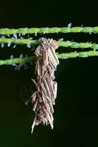 袋虫蛾幼虫的微距拍摄图片