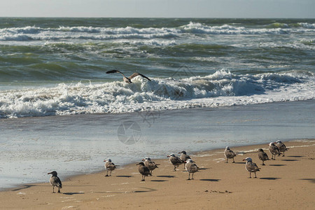 海鸥在沙滩上断裂背图片