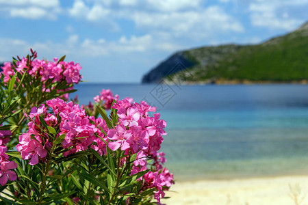 海背景附近的粉红花朵离图片