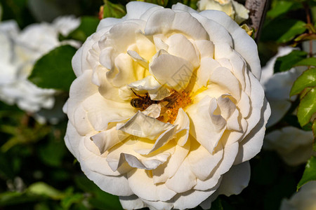 花园树枝上的白玫瑰花图片