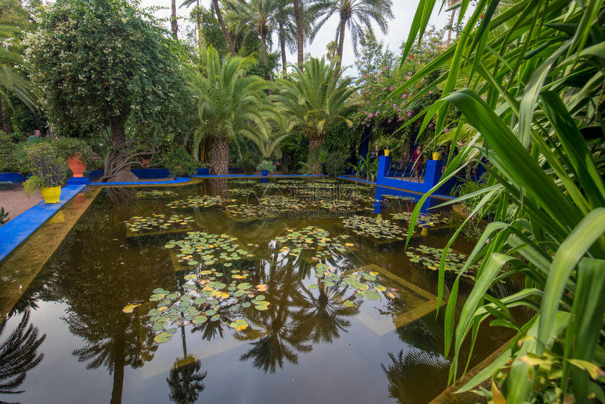 马若雷勒花园是摩洛哥马拉喀什的一个植物园和艺术家的景观花园JardinMajorelle仙人掌和热带棕榈树沙漠图片