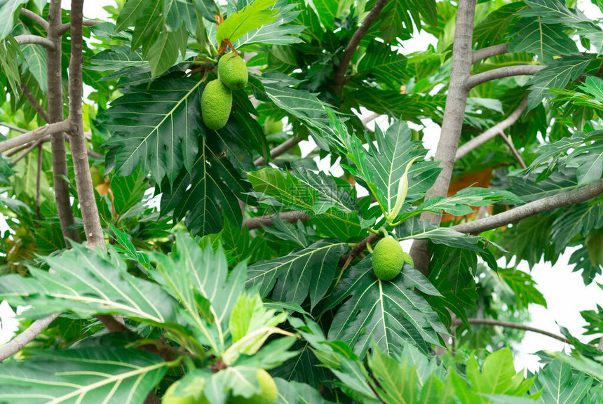 花园里有绿叶的面包果树上的面包果叶子厚实的热带树被深地砍伐开花的树密封食物植物为驱虫剂提供图片