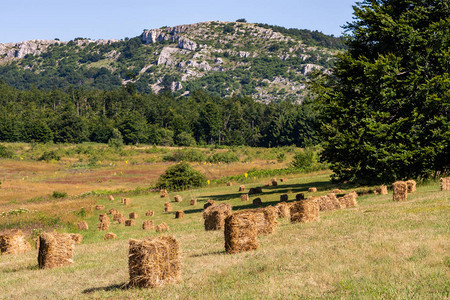 Dubasnica山上的Haystacks图片