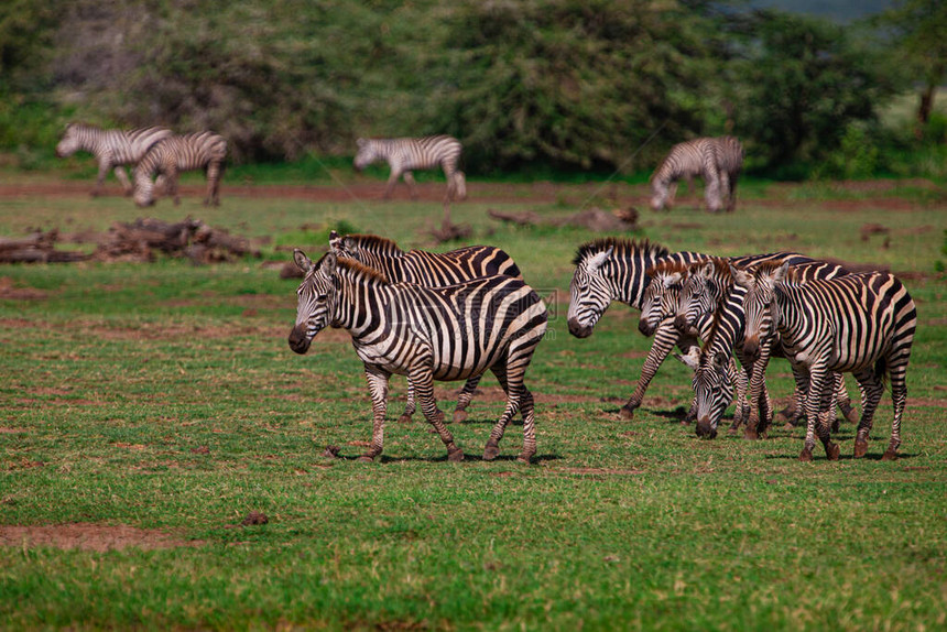 在坦桑尼亚Manyara湖公园放牧的图片