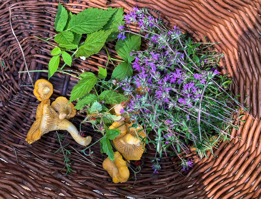 Mushrooms黄色香奈儿或Cantharelluscibarius和篮子里的野草莓草莓和百合花丛乌克兰图片