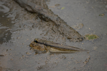 泰国自然红树林中的Oxudercinae鱼或Mudskipper图片