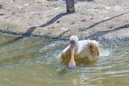 非洲琵鹭鸟跳入水中图片