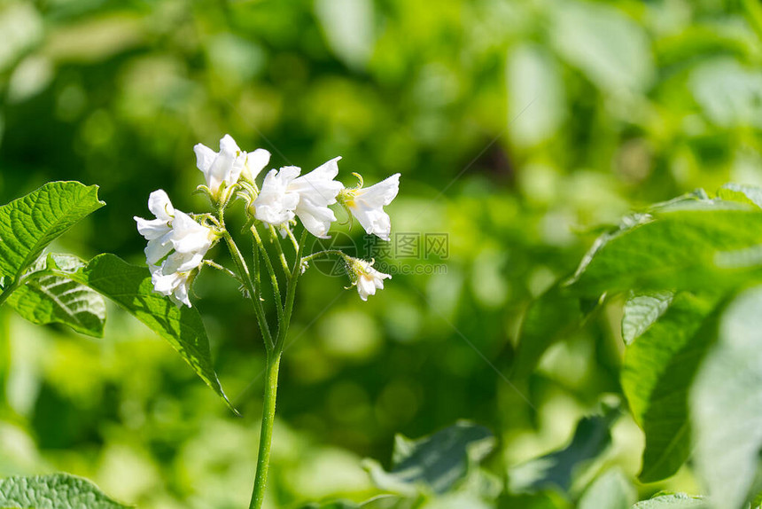 马铃薯灌木在马铃薯植物中开着白花在花园里种图片