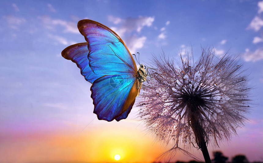 天然糊面背景摩普蝴蝶和丹迪利翁花朵在日出背景的水滴中的种图片