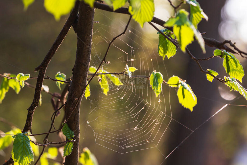 树枝之间的蜘蛛网背景是一条河流照片上有一个漂亮图片