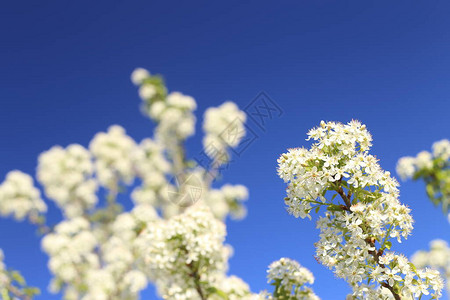 美丽的春天背景白樱花树的枝子在清蓝的天空图片