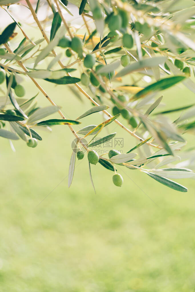 绿色橄榄果特写镜头在树叶间的树枝上图片