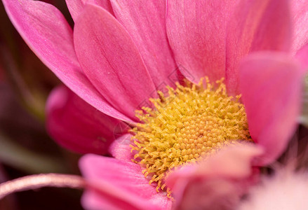 宏摄影粉红黛西花朵绿色背景上的金晶闪光图片