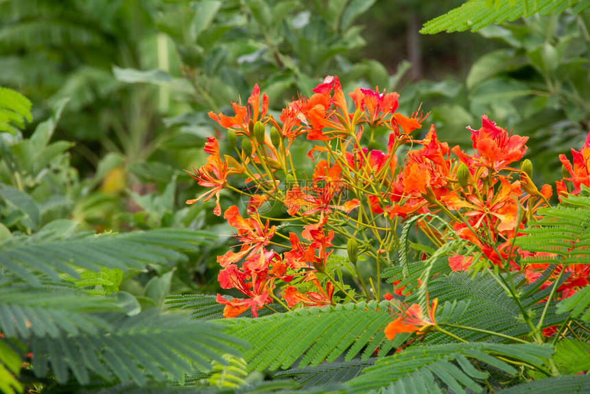 Khlong竹植物园红色橙色美丽的高地花朵潮湿图片