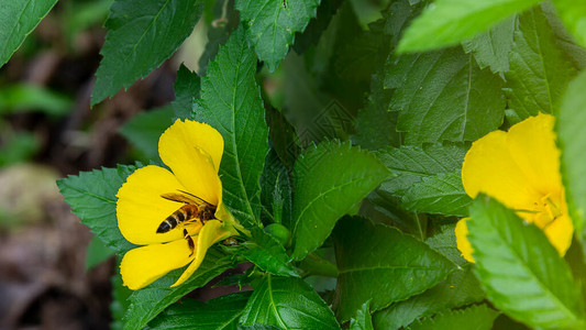 朵芙伊莎Damina一朵美丽的黄花在绿背景