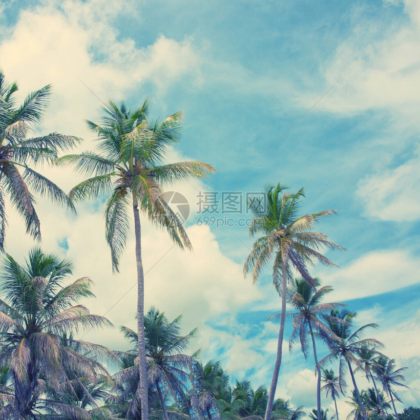 在蓝天的椰子棕榈树与白云图片