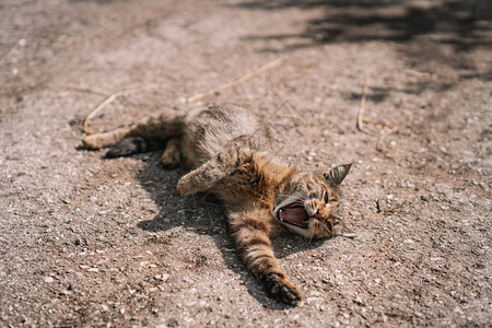 猫躺在草地上打哈欠图片