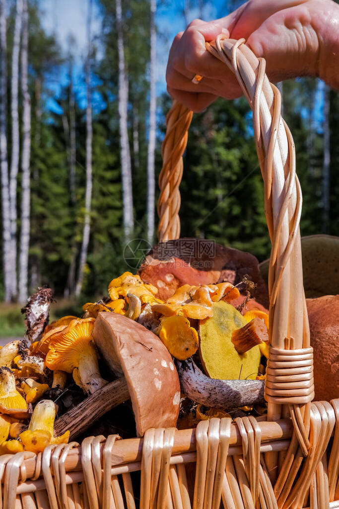 盛满一篮新鲜秋天蘑菇图片