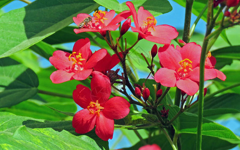 红麻风树花Jathopa图片