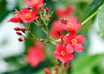 红麻风树花Jathopa图片