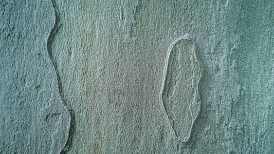 以淡绿色和灰色的调和条纹关闭美国梧桐树或平面树或柏树皮的纹理图片