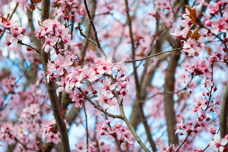 在公园的春天美丽的樱花沙库拉图片