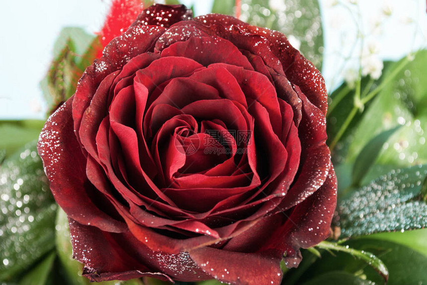 红玫瑰装饰花关闭图片