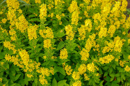 花园黄色珍珠菜美丽的黄色花朵特写图片