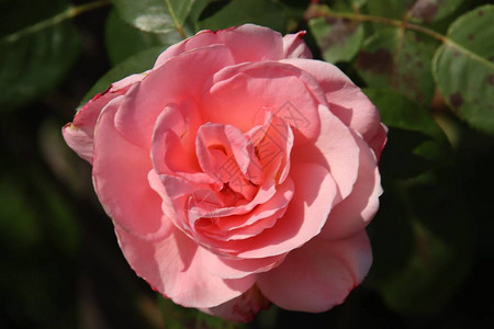 荷兰Boskoop村FloraRosarium的玫瑰粉色图片