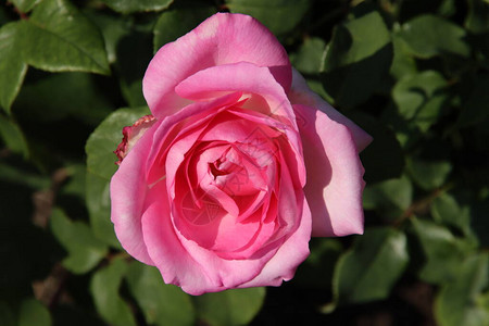 荷兰Boskooop村FloorRoslaRossarior的玫瑰图片