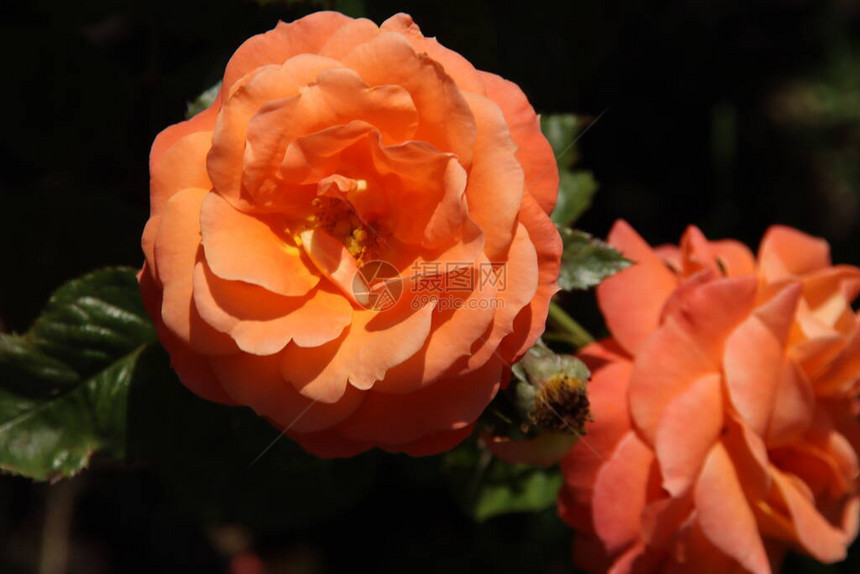 Rossariabior的玫瑰花玫瑰新闻图片
