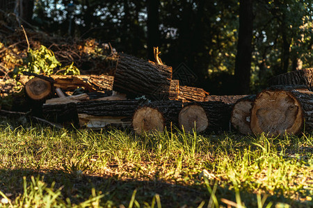 树块堆成公园的班奇休息的地方森林图片