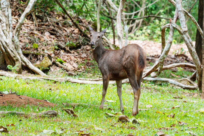 Thhungkamang野生动物保护区图片