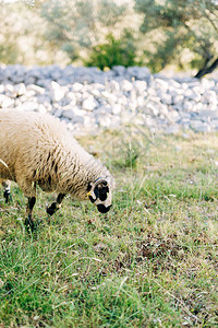 羊在草丛中吃草的特写镜头高品质照片图片