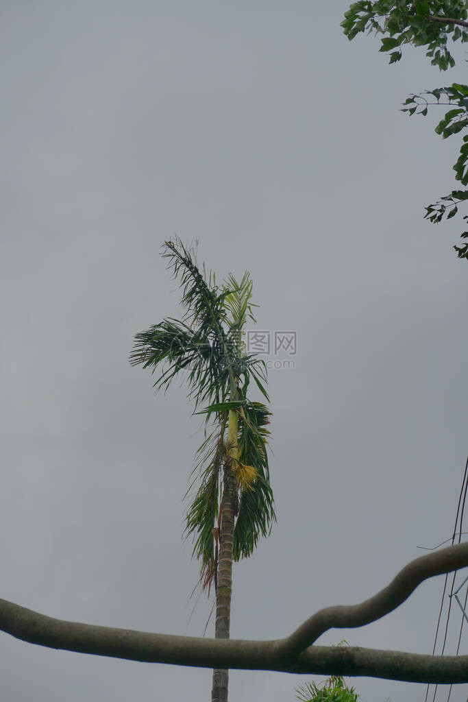 超级气旋Amphan折断了一棵倒在地上的树破坏对西孟加拉邦造成了许多破坏在印度西孟加拉图片