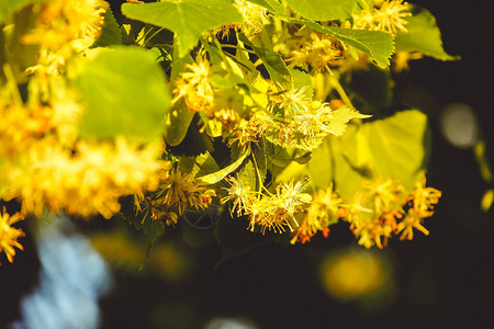 开花的椴树与美丽的黄色花朵图片