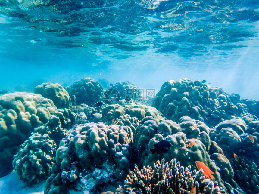 珊瑚礁上的水下海洋生物图片