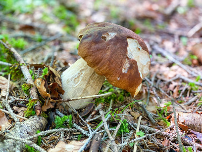 猪肉蘑菇意大利树林美味的可食蘑菇香肠图片
