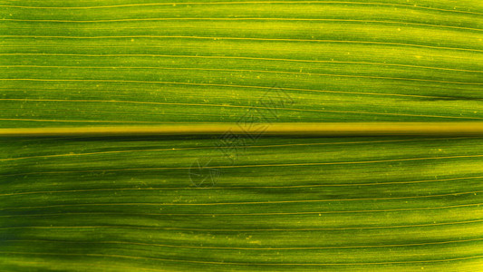 玉米的绿色生长叶子在领域背景图片