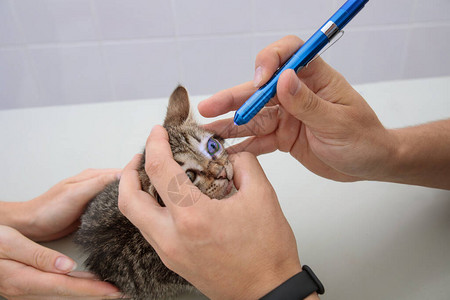 专业医生正在兽医诊所检查猫咪的视力在图片