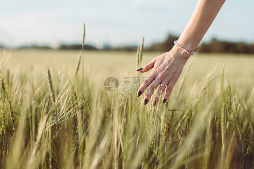女人的手在日落或日出时碰到小麦,农图片